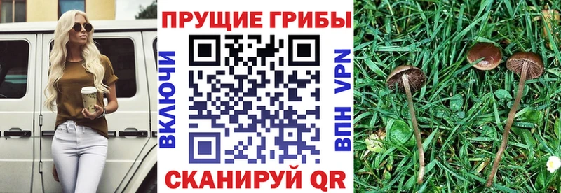 Псилоцибиновые грибы Psilocybe  Купить где  Вятские Поляны 